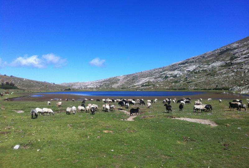 Balade Journée Niolu J3 : Lac du Nino Les balades de Paul 