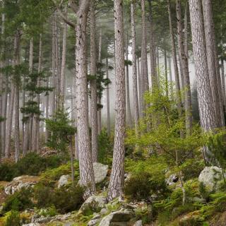 Balade Journée Alta Rocca J1 : Massif de Bavella Les balades de Paul 