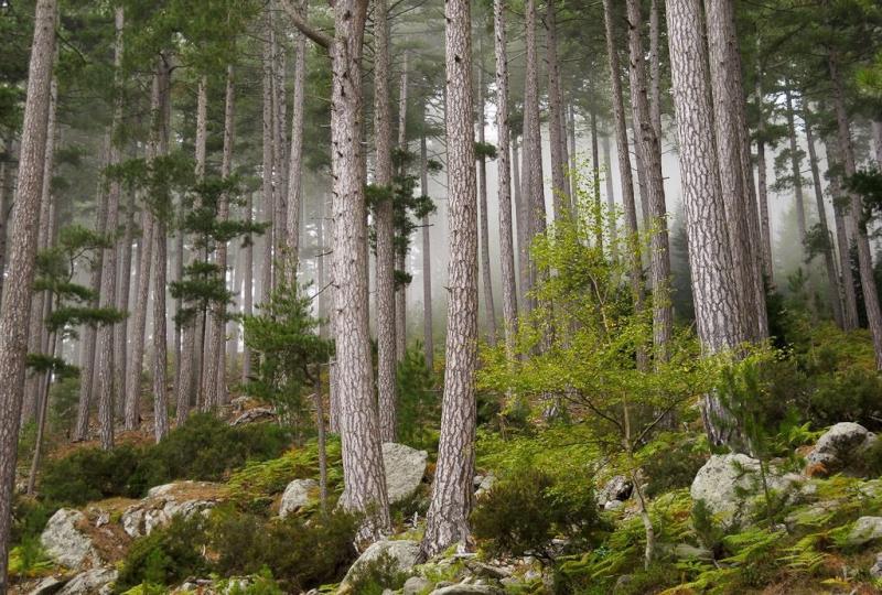 Balade Journée Alta Rocca J1 : Massif de Bavella Les balades de Paul 