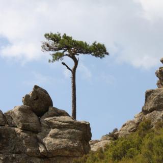 Balade Journée Alta Rocca J1 : Massif de Bavella Les balades de Paul 