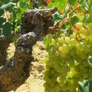 Balade Journée Nebbiu J1 : Ballades à travers les vignes Les balades de Paul 