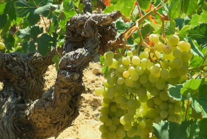 Balade Journée Nebbiu J1 : Ballades à travers les vignes Les balades de Paul 