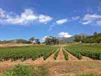 Balade Journée Nebbiu J1 : Ballades à travers les vignes Les balades de Paul 