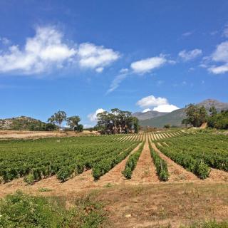 Balade Journée Nebbiu J1 : Ballades à travers les vignes Les balades de Paul 