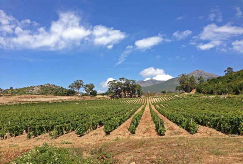 Balade Journée Nebbiu J1 : Ballades à travers les vignes Les balades de Paul 