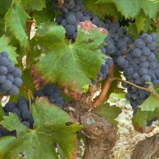 Balade Journée Nebbiu J1 : Ballades à travers les vignes Les balades de Paul 