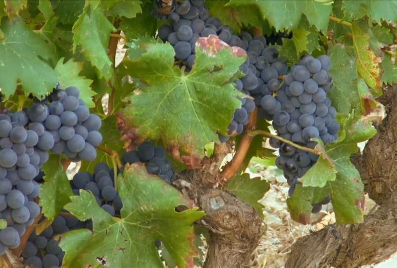 Balade Journée Nebbiu J1 : Ballades à travers les vignes Les balades de Paul 