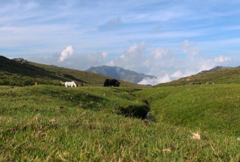 Balade Journée Alta Rocca J2 : Le plateau du Cuscione Les balades de Paul 