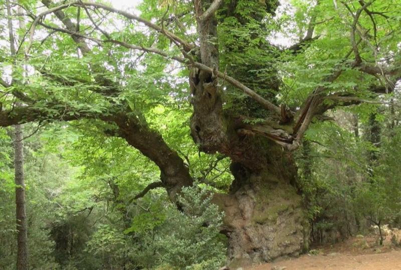 Balade Journée Alta Rocca J2 : A la découverte des sites de l\\'âge du bronze Les balades de Paul 